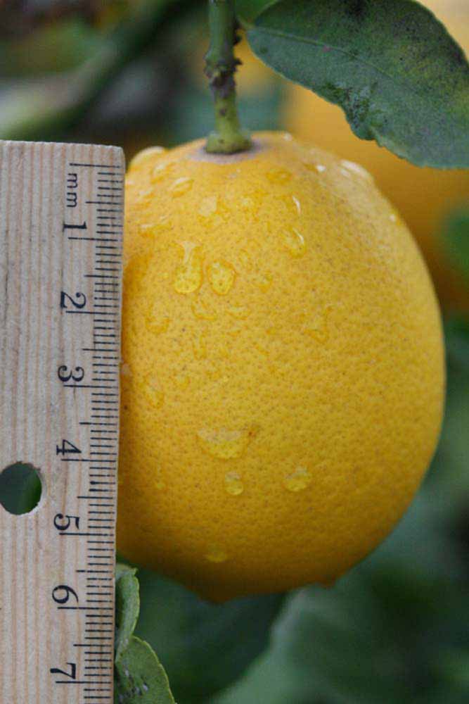              Fruit (Riverside, CA)       